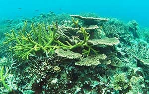 Corals underwater