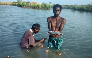 Harvesting fish from the IMFFS ponds, Mudasalodai village, Tamil Nadu