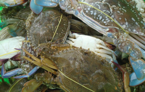 Blue swimming crabs collected from MFMA,