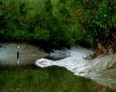 One of the beautiful canals of the Bangladesh Sundarbans