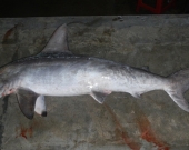 An adult female scalloped hammerhead shark shown as by-catch 