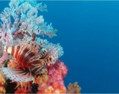 Lion fish next to a pristine reef in Seychelles, Seychelles 