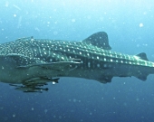 Whale Sharks, the largest known fish. 