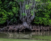 Amazing roots