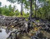 Mangroves in Phuket 