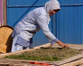 A woman drying holy mangrove leaves 