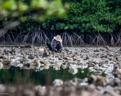 During low tide in early morning in Salak Kok Bay, Trat, Ms. Lek, local resident of Koh Change harvests mangrove oysters.