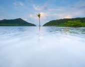 A young mangrove in coastal Thailand 