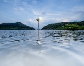 Early stages of mangrove growth, Thailand