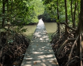 An elevated walking path through the mangrove forest of Peam Krasop Wildlife Sanctuary