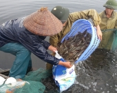 Mr. Tran Van Van and other farmers collecting shrimps in the shrimp pond