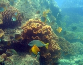 Butterfly fish and snappers in Trao Reef Marine Reserve