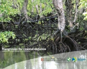 Mangroves for Coastal Defence guidebook cover by TNC and Wetlands International.