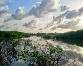 A mangrove ecosystem in H. Dh Kulhudhuffushi