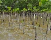  Mangrove saplings at the Bangkeao plantation site