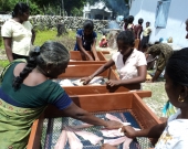 Women undergoing training in new fish processing method  