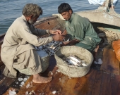 In Rehri Village, Pakistan, MFF is working with local fishers to improve post-harvest fish catch.