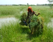 Mangrove associates like marsh grass are excellent fodder for livestock 