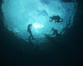 Students snorkeling in the ocean to learn about coral reefs and exploring mangrove ecosystems