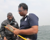 Sampling sea cucumber diversity