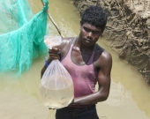 Harvest from the integrated fish farming ponds 