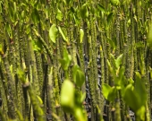 Mangrove seedlings