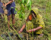 Women partake in mangrove plantation