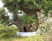 Protection to baobab trees in Mannar