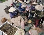 Fisherwomen in Xuan Thuy National Park