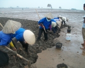 Clams collection by local women at Xuan Thuy National Park 