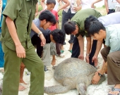 Local volunteers release a green turtle in Minh Chau island, Viet Nam  