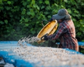 Setting our the daily catch for drying, Phuket