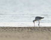 Bar-tailed Godwit in the Nijhum Dwip National Park, Bangladesh 