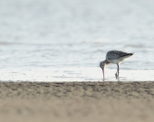 Bar-tailed Godwit in the Nijhum Dwip National Park, Bangladesh 