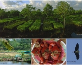 Supporting economic development using aquaculture and mangroves conservation