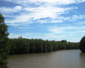 Integrated mangrove-shrimp farming