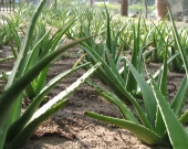 Aloe Vera plantation