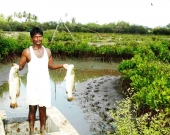 Sea bass harvested from IMFFS farm