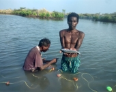 Harvesting fish from the IMFFS ponds, Mudasalodai village, Tamil Nadu