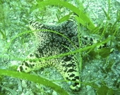 Biodiversity in the seagrass beds of the Gulf of Mannar and Palk Bay