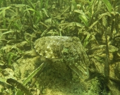 Biodiversity in the seagrass beds of the Gulf of Mannar and Palk Bay