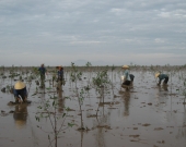 Women planting mangroves in Hau Loc, Thanh Hoa