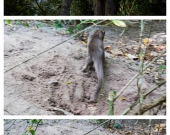 Otter in Phuket