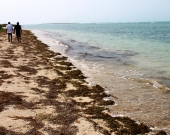 Seagrass washes ashore on Krusadai Island