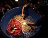 Shrimp farming in Viet Nam