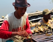 Sunail harvesting crabs and packing them in a "tail-down" position with their arms and legs folded inward toward their bodies to be sold in live conditions