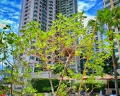 Bird nest in Sukhumvit Park 