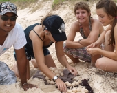 Turtle nest translocation