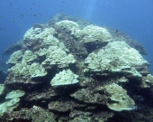 Coral bleaching in Chumphon Province, Thailand