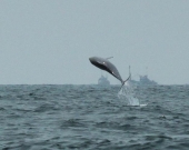 Indo-Pacific Humpback Dolphin